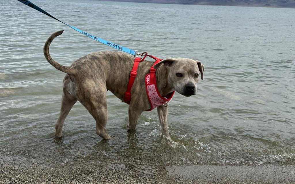 dog stepping in water on a rocky beach