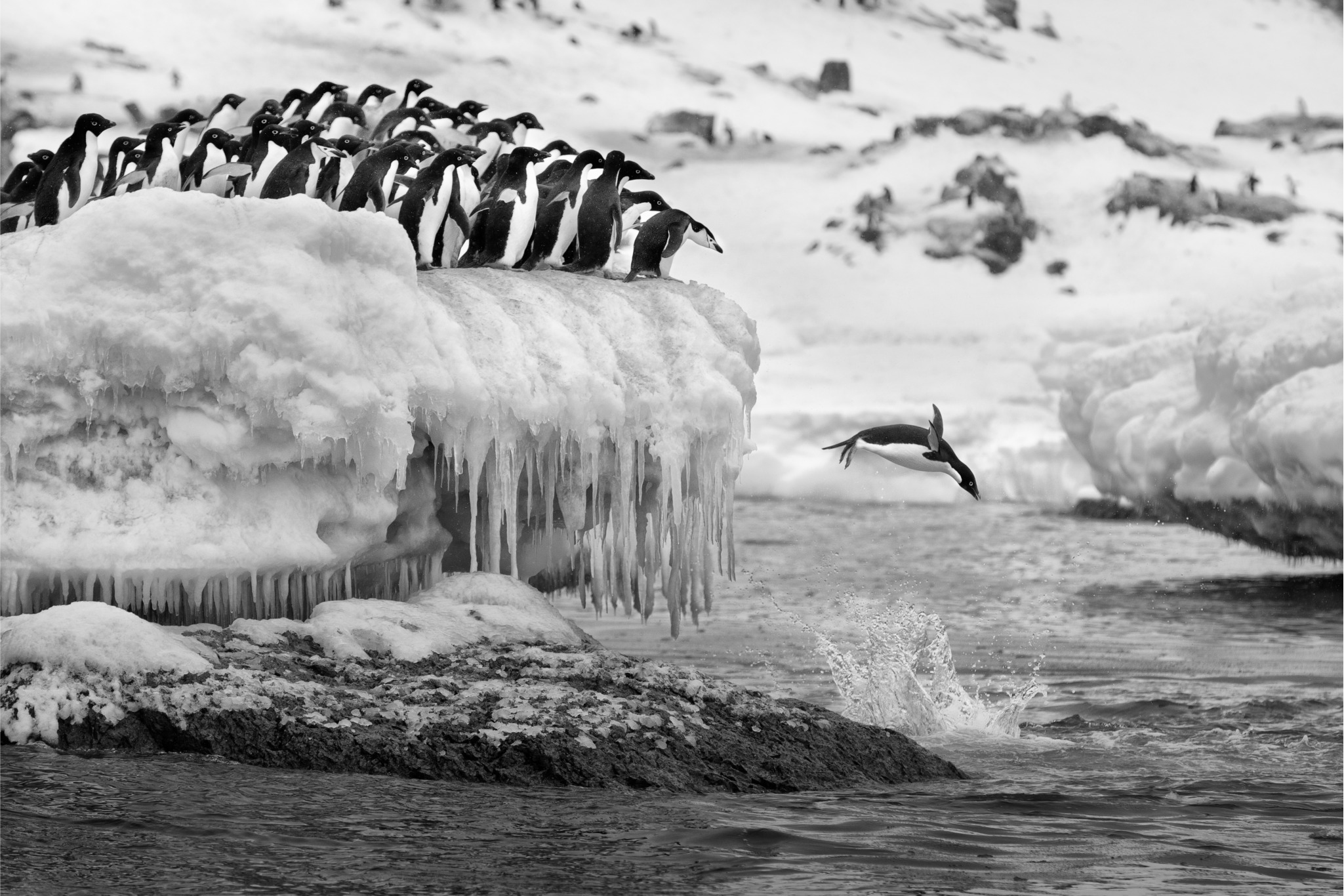 Polar Plunge