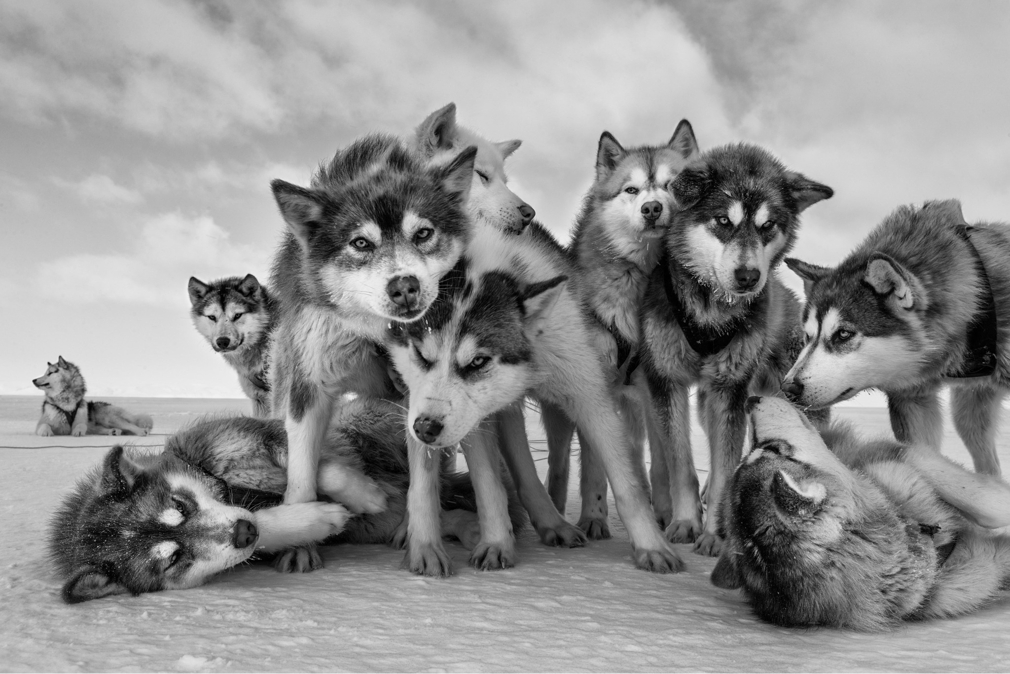 Husky Huddle