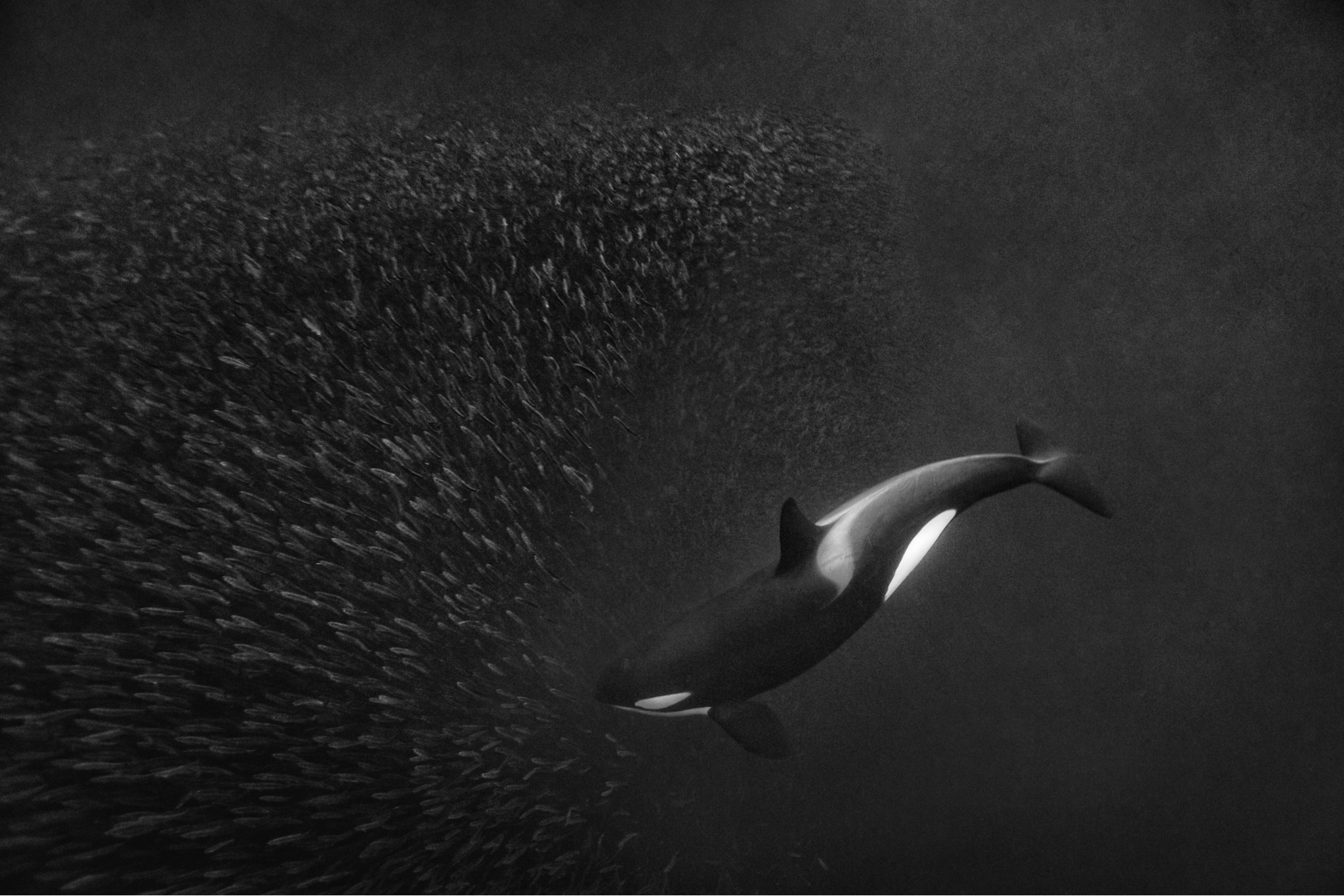 Orca Ballet