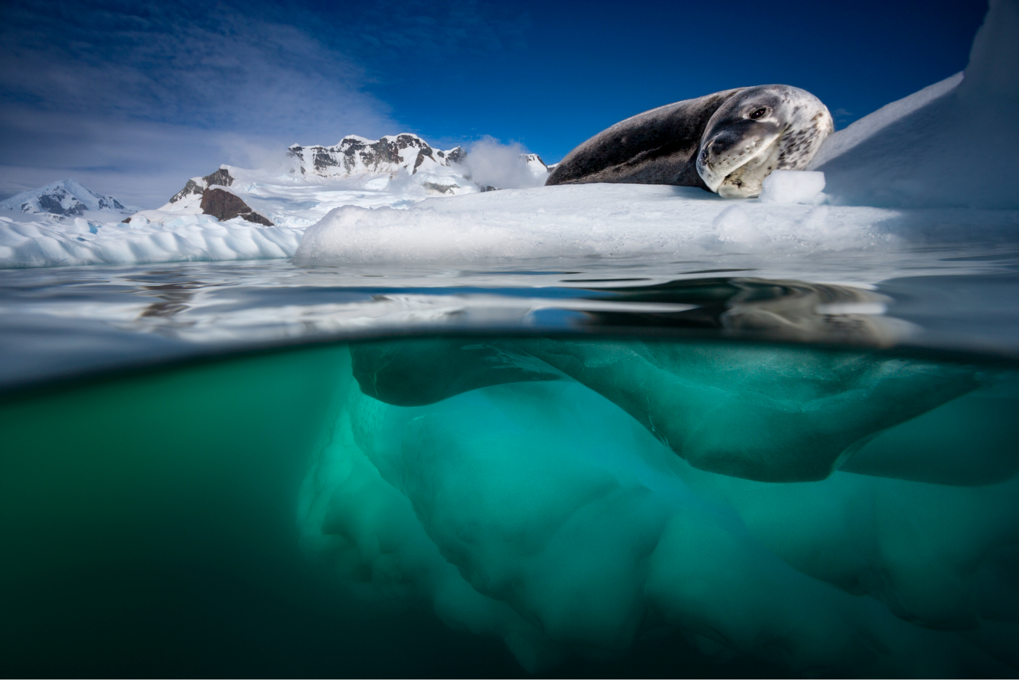 Ice Leopard