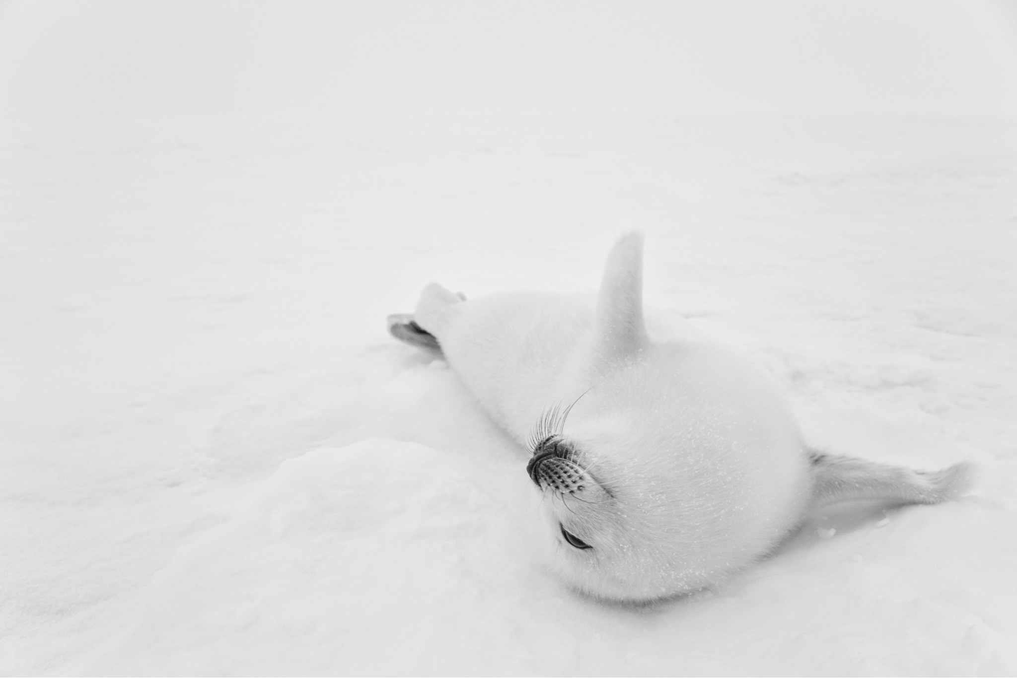 Polar Bliss