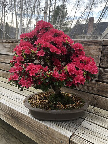 flowering tree