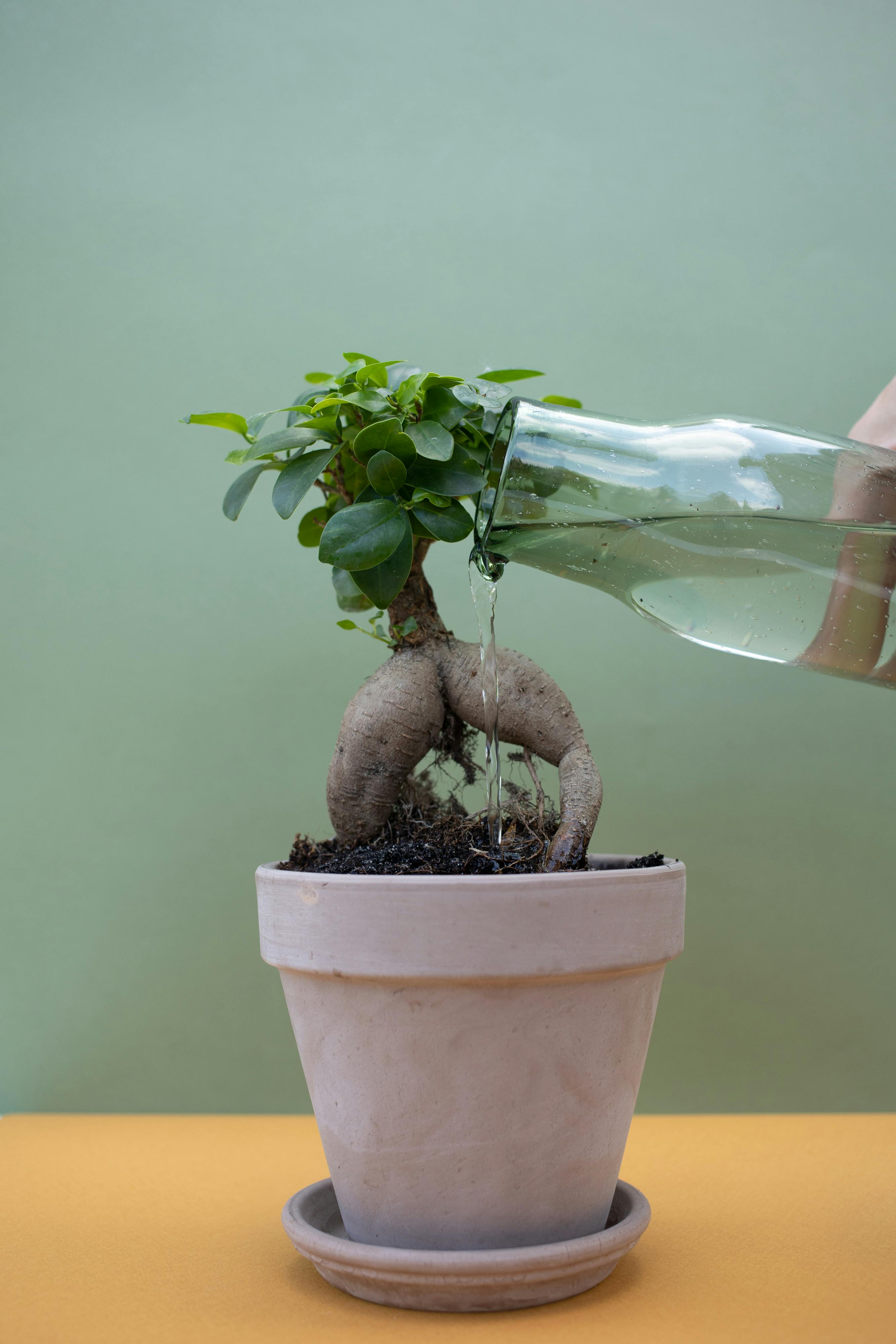 some caring for a bonsai