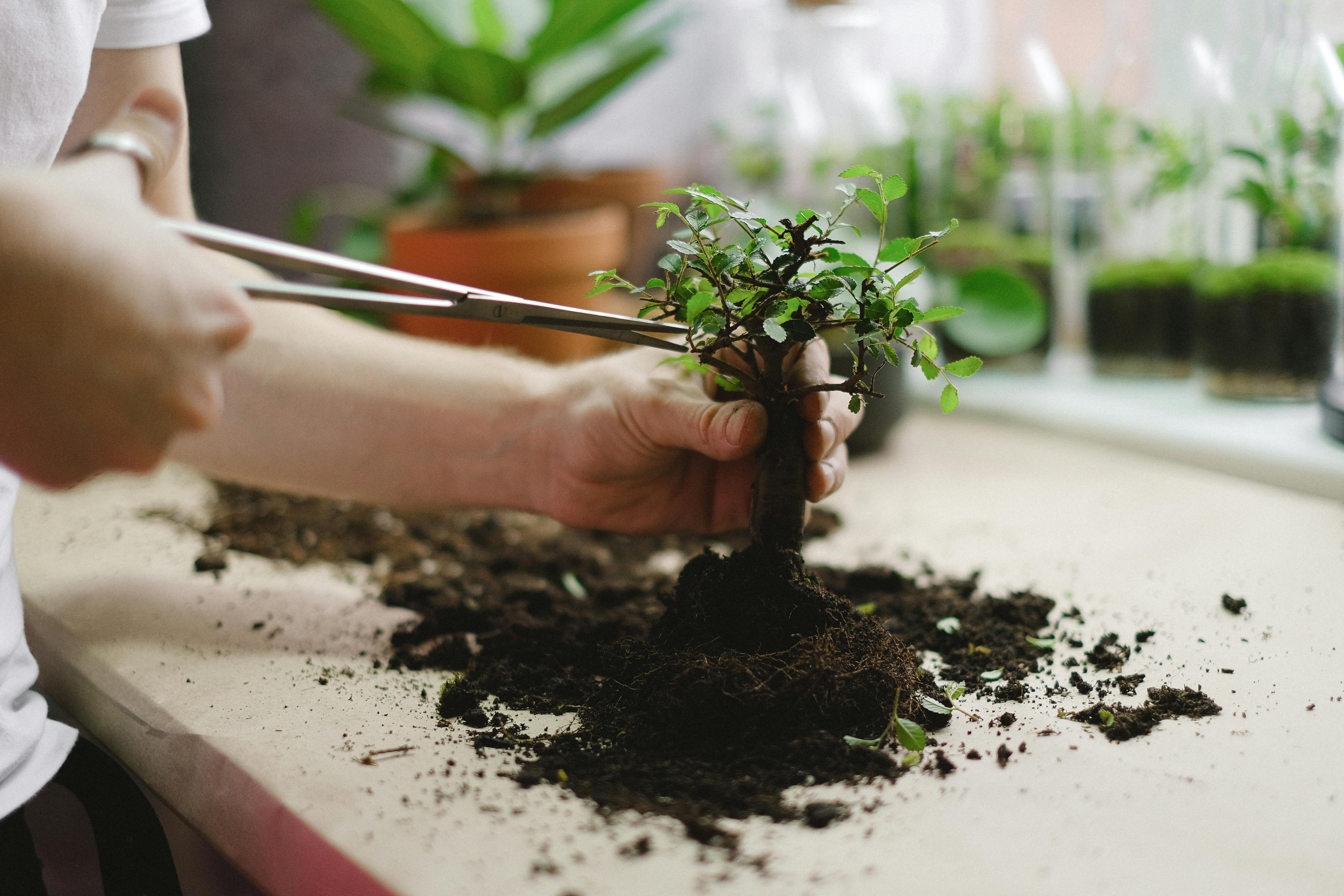 some caring for a bonsai