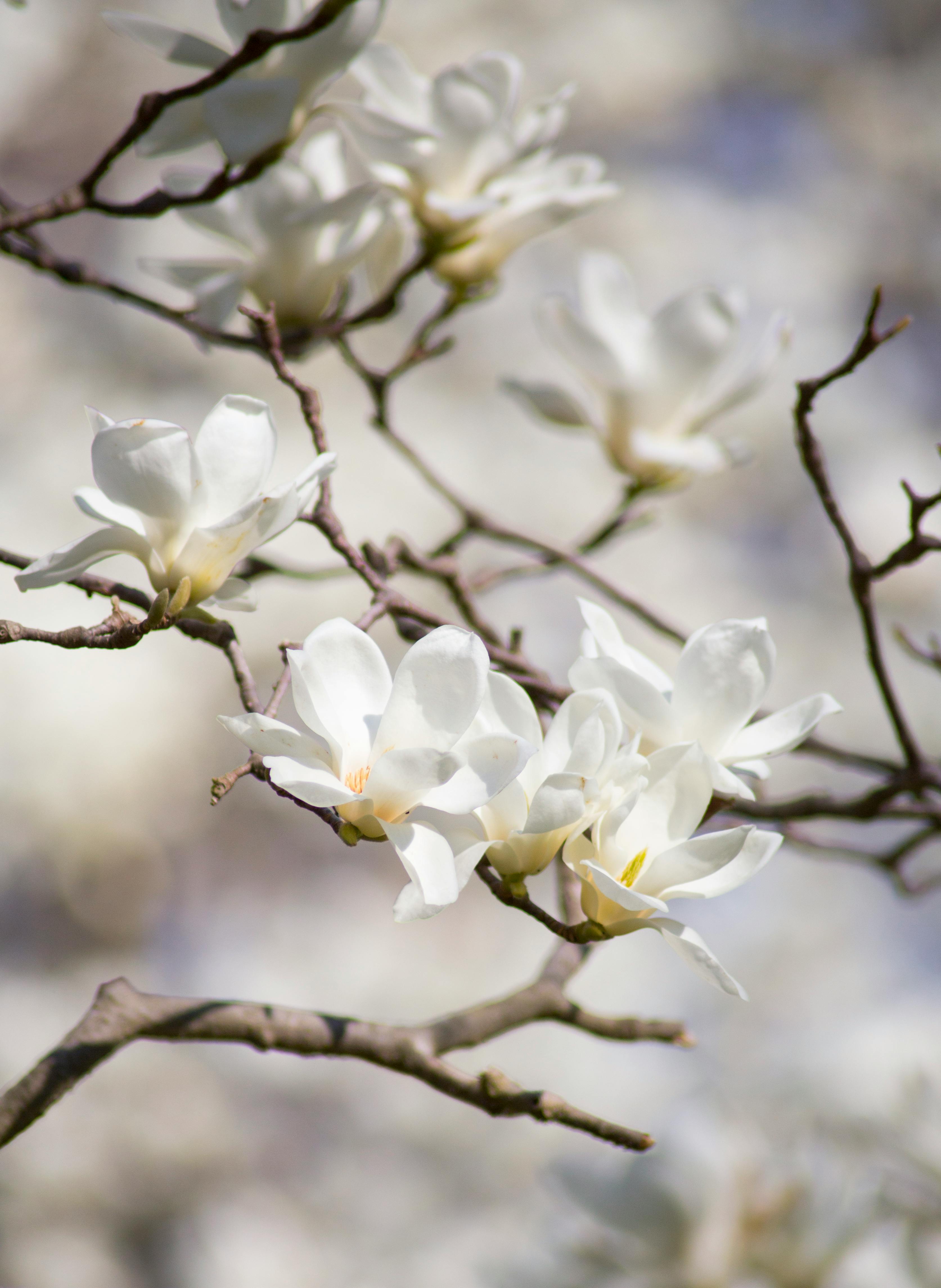 magnolia flowers