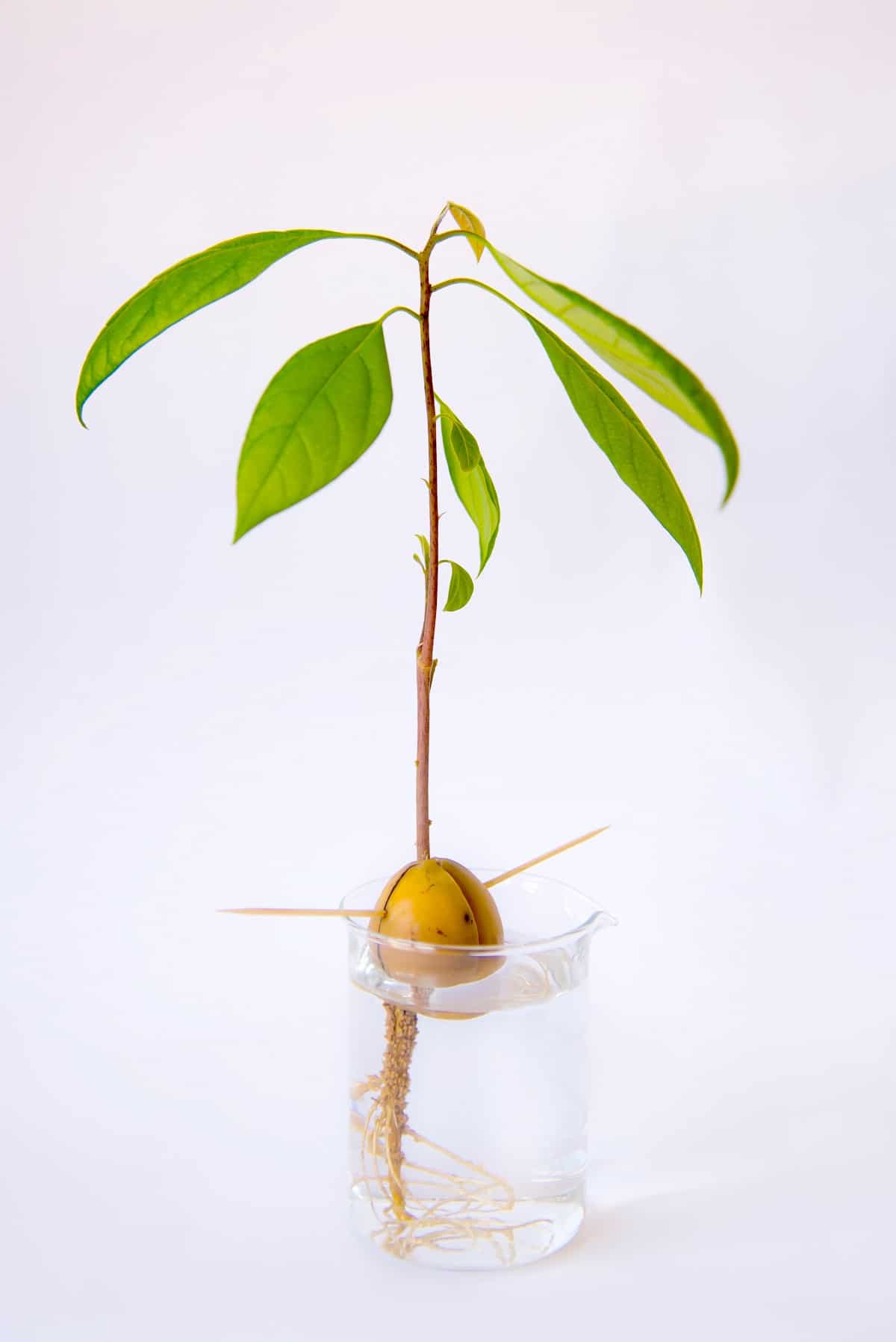 Avocado Tree