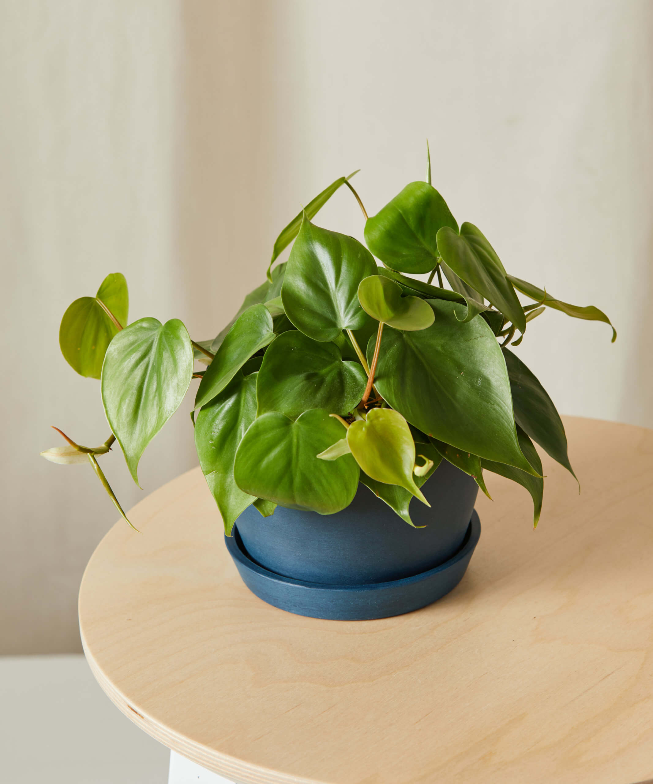 Philodendron