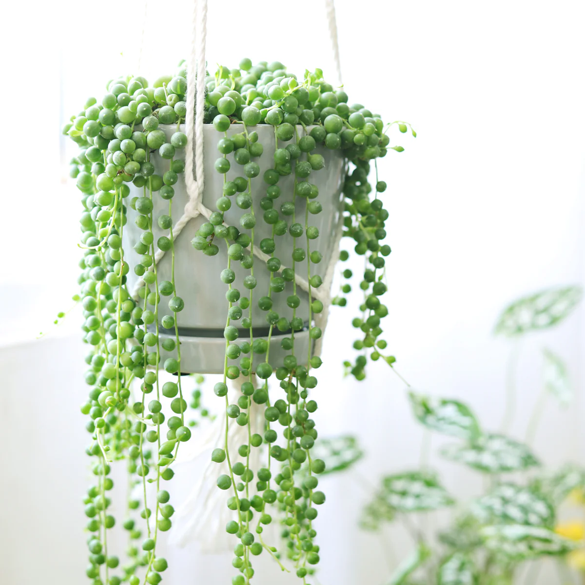 String of Pearls