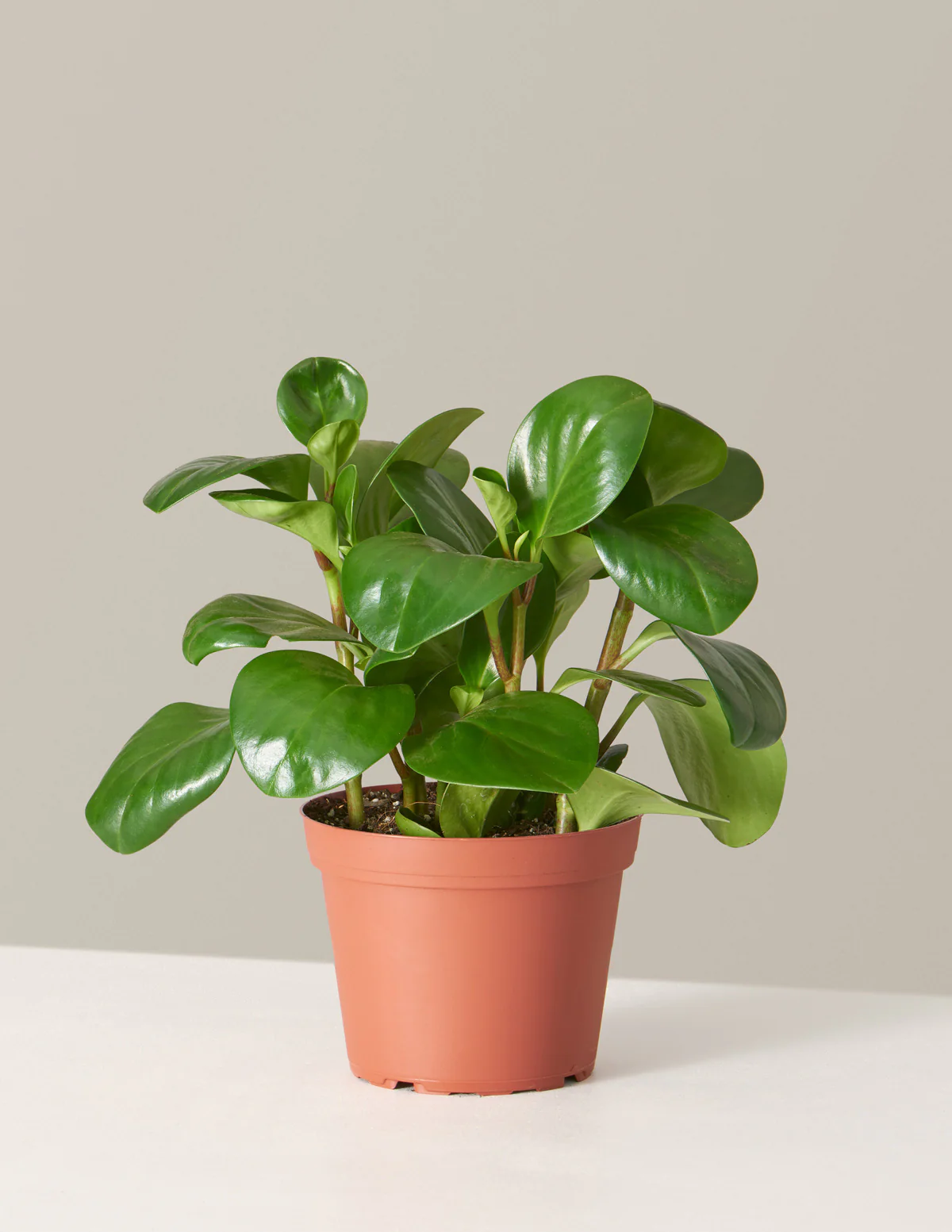 Peperomia