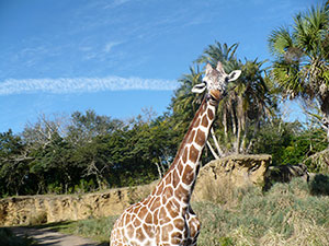 Animal Kingdom Giraffe