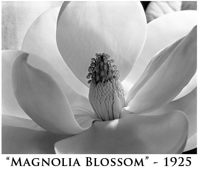 magnolia blossom