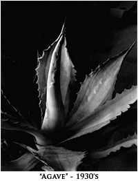 agave 1930's