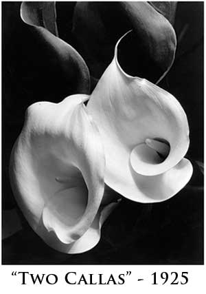 two callas botanicals page 