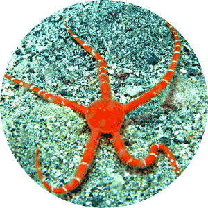 Picture of a Brittle Starfish