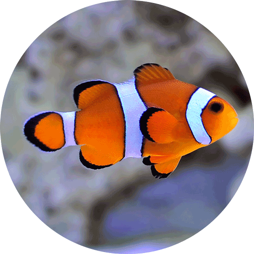 Picture of Clownfish