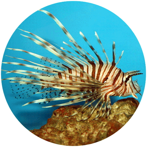 Picture of a Volitan Lionfish