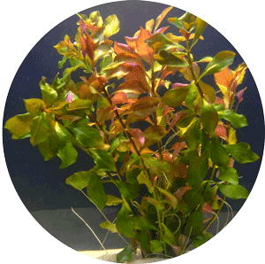 Picture of a Ludwigia