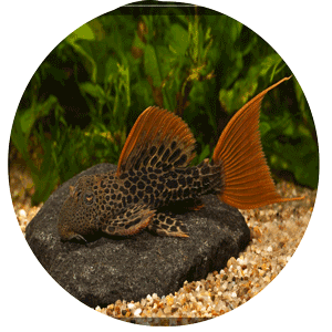 Picture of a Leopard Pleco