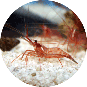 Picture of a Peppermint Shrimp